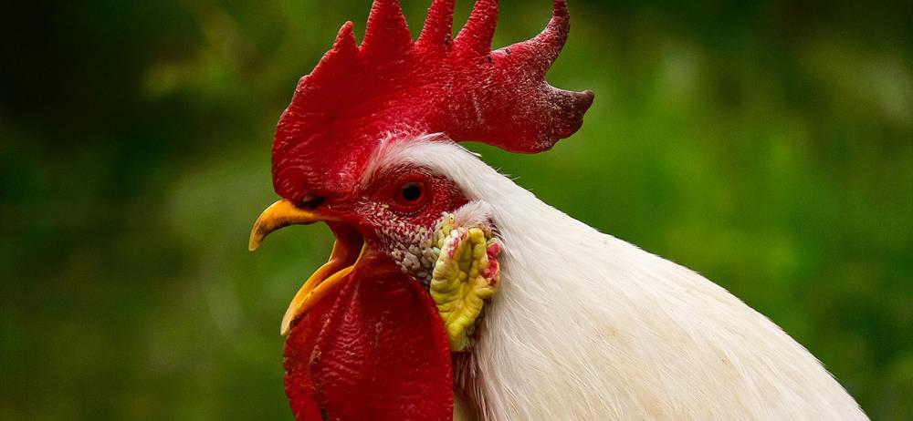 Conoscere ed allevare galli e galline: i polli di razza Valdarno