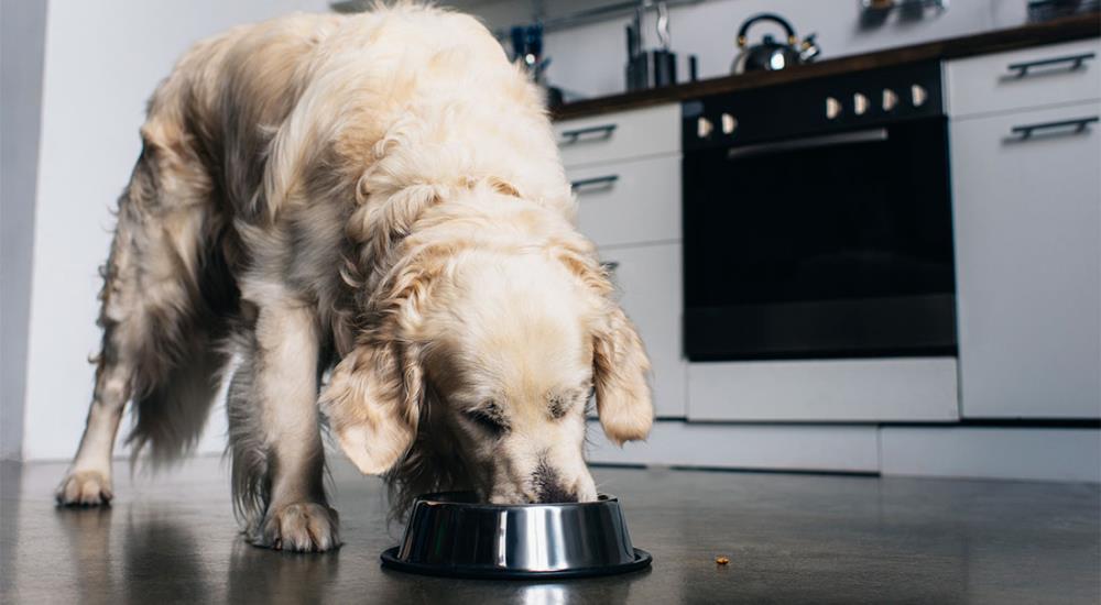 Il cane mangia troppo in fretta: perché lo fa e come comportarsi
