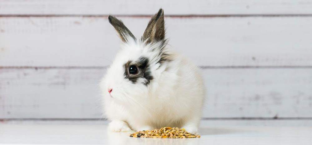 Il coniglio non mangia: possibili cause e rimedi