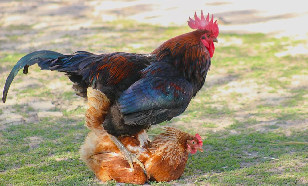 La riproduzione degli avicoli: con metodo naturale o con incubatrice | Guida completa