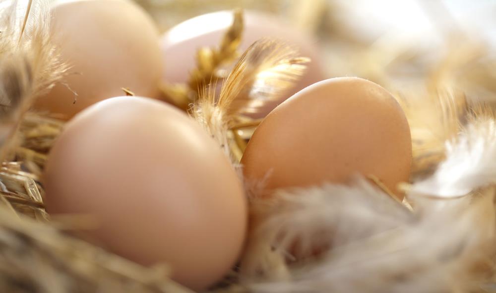 Problema: Le galline non cominciano a deporre le uova