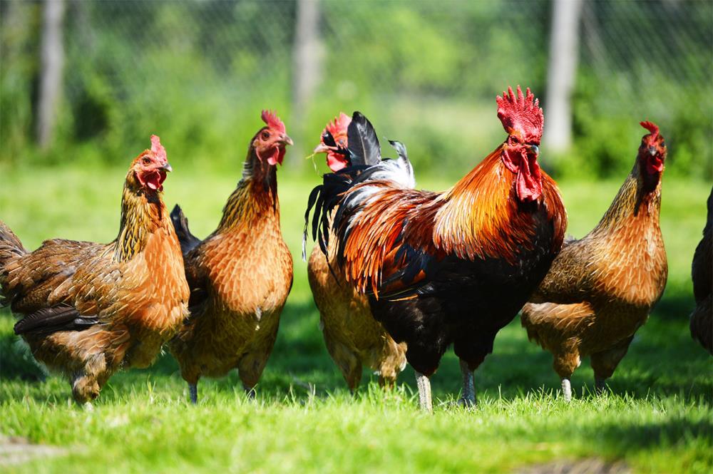 Le malattie più comuni dei polli. Problemi di salute di galli e galline