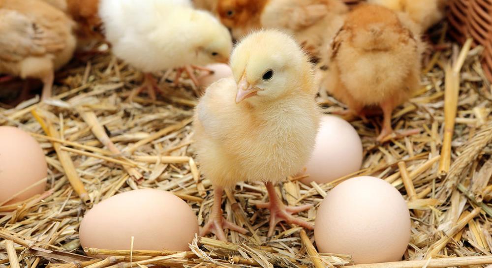 Problema: Le uova fertili che ho acquistato sul web non si sono schiuse