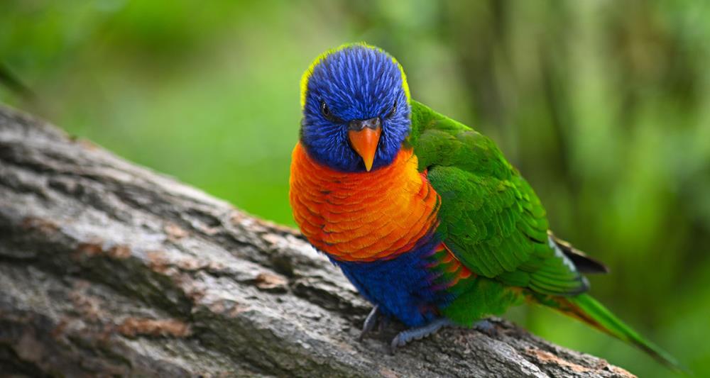 Lori Arcobaleno: tutto quello che c'è da sapere sul colorato pappagallo