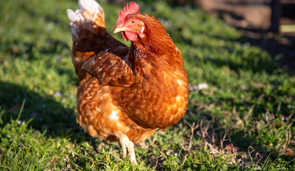 Malattie alle zampe delle galline: quali sono e come curarle