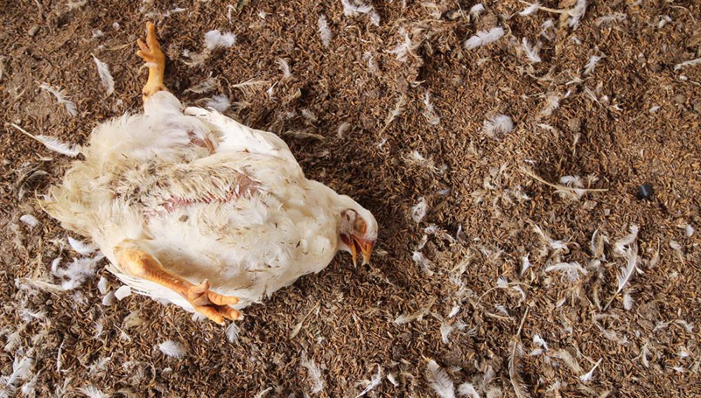 Malattie dei polli: Il morbo di Marek come riconoscerlo e curarlo