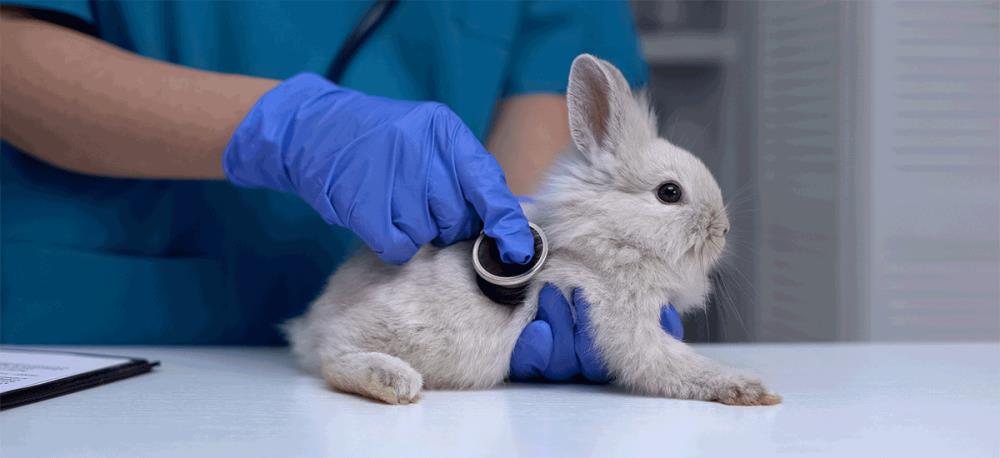 Malattie del coniglio: 10 sintomi per riconoscerle e prevenirle
