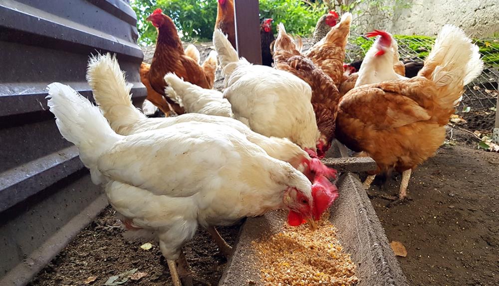 La convivenza nel pollaio: mangiatoie per galline e ordine di beccata