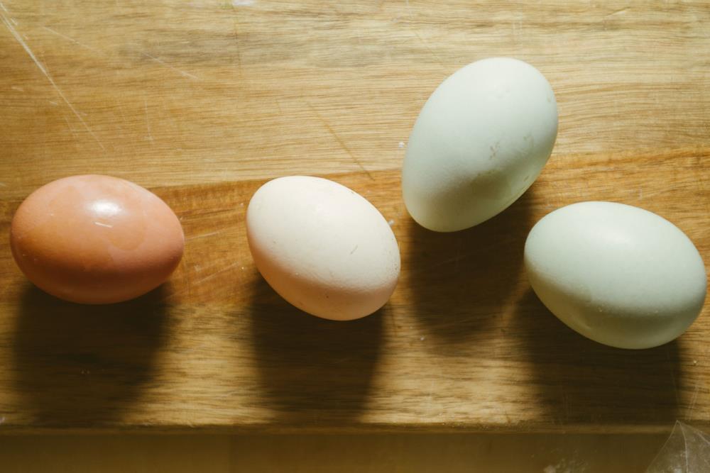 Olive Egger: la gallina che depone uova verdi