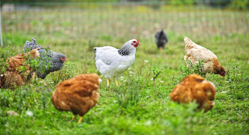 Organizzare il pascolo per gli allevamenti avicoli: consigli per volatili da cortile