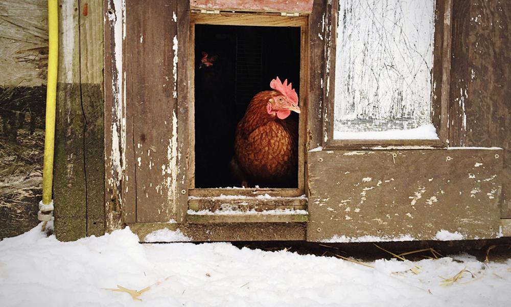 Orto e pollaio in inverno: ecco cosa c'è da fare