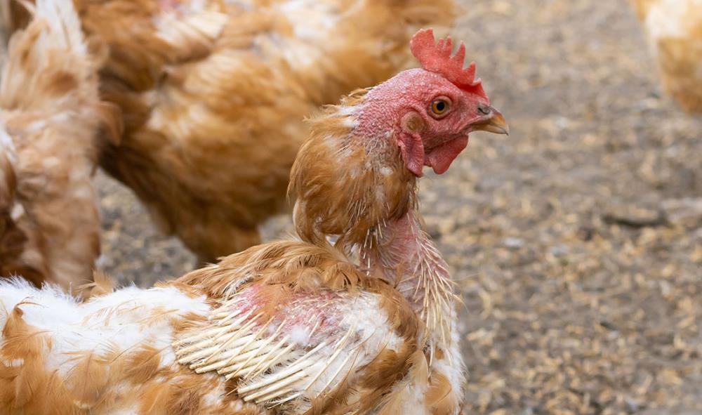 Parassiti dei polli e altre malattie delle galline