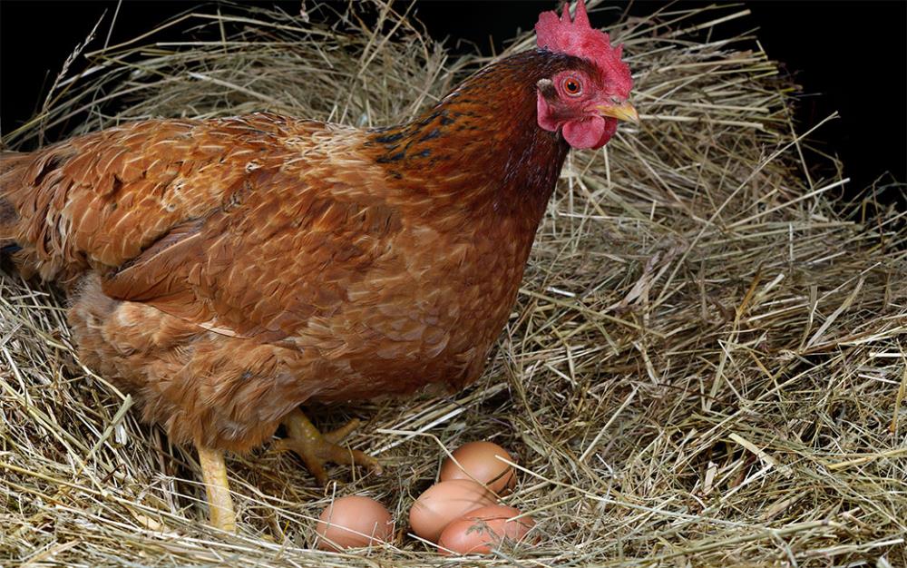 Perché le galline mangiano le uova: come evitare l'ovofagia