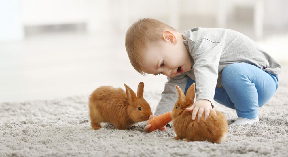 Perché i conigli sono animali socievoli? Scopri i loro comportamenti!