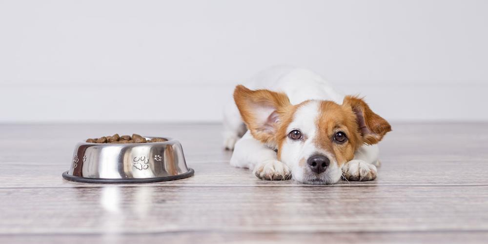 Perché il cane non mangia nella ciotola: le cause e come comportarsi