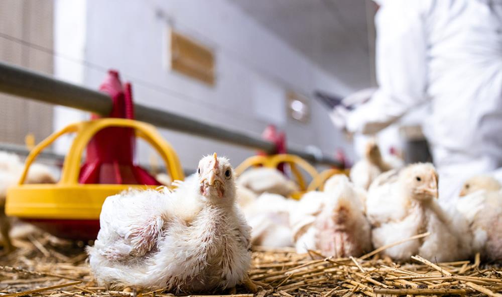 Perché il rumore ha effetti negativi sulle galline? La loro salute è importante