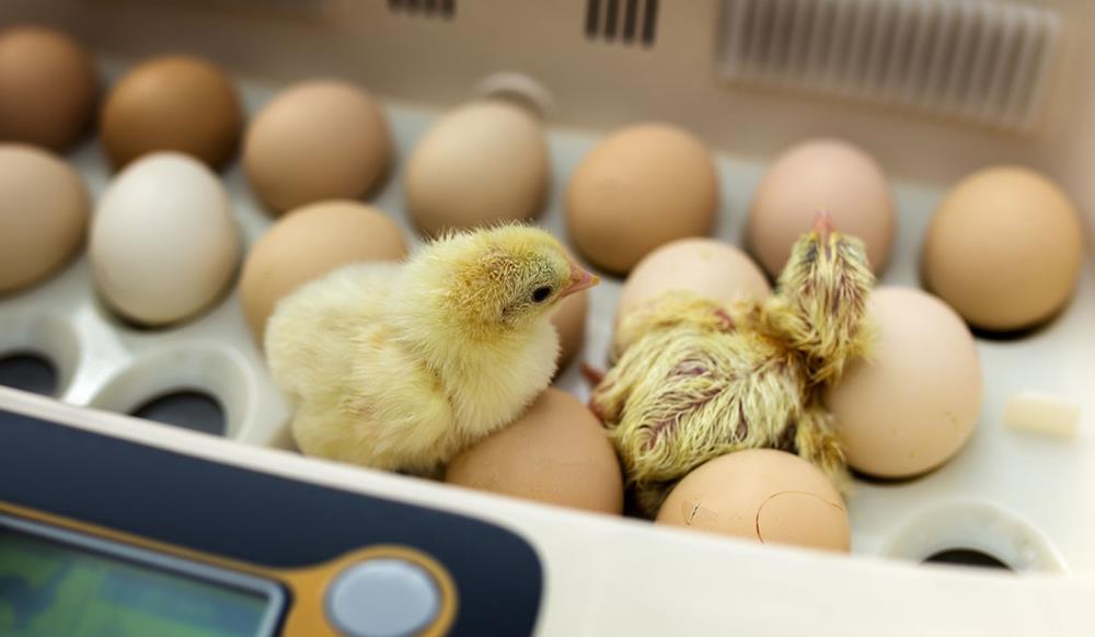 Perché usare l'incubatrice per uova? 