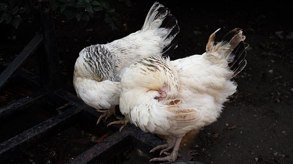 Pidocchi delle galline: come eliminarli