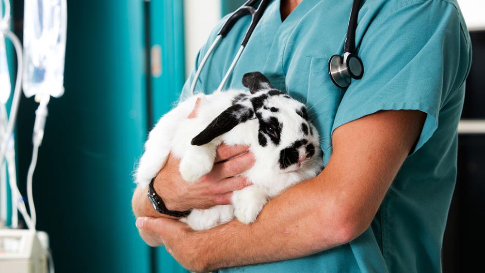 Quando e perché conviene sterilizzare il coniglio?