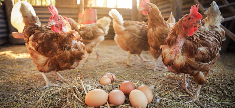 Quanto vive una gallina? Aspettativa di vita e produzione di uova