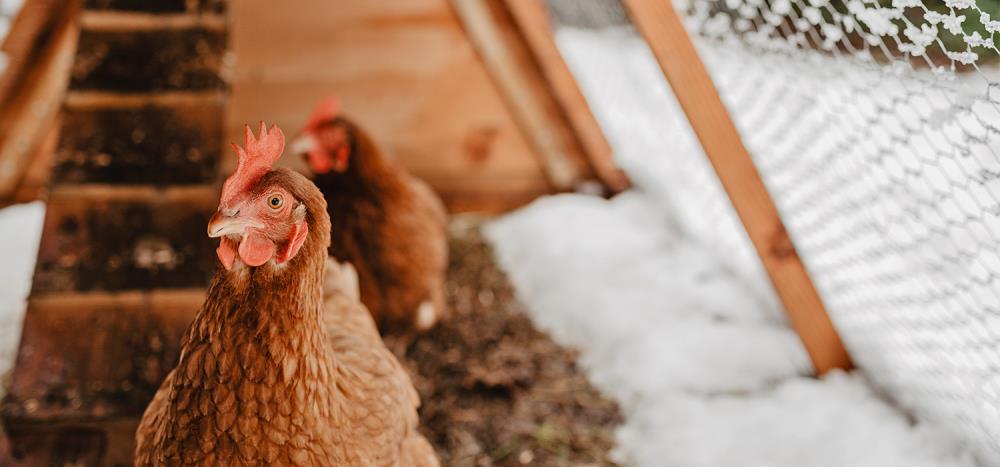 Razze di galline resistenti al freddo: quali scegliere e quali evitare