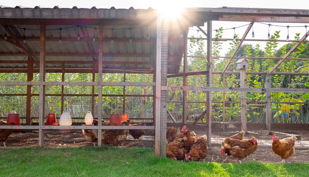 L'importanza di un recinto spazioso, sicuro e pulito per le vostre galline