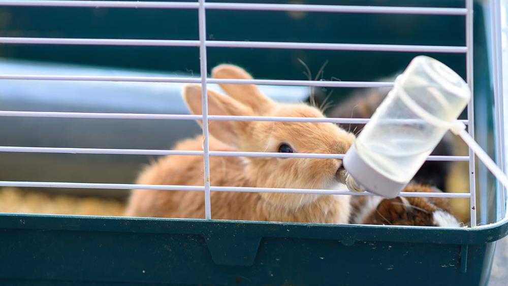 La riproduzione del coniglio: dalla nascita allo svezzamento dei conigli