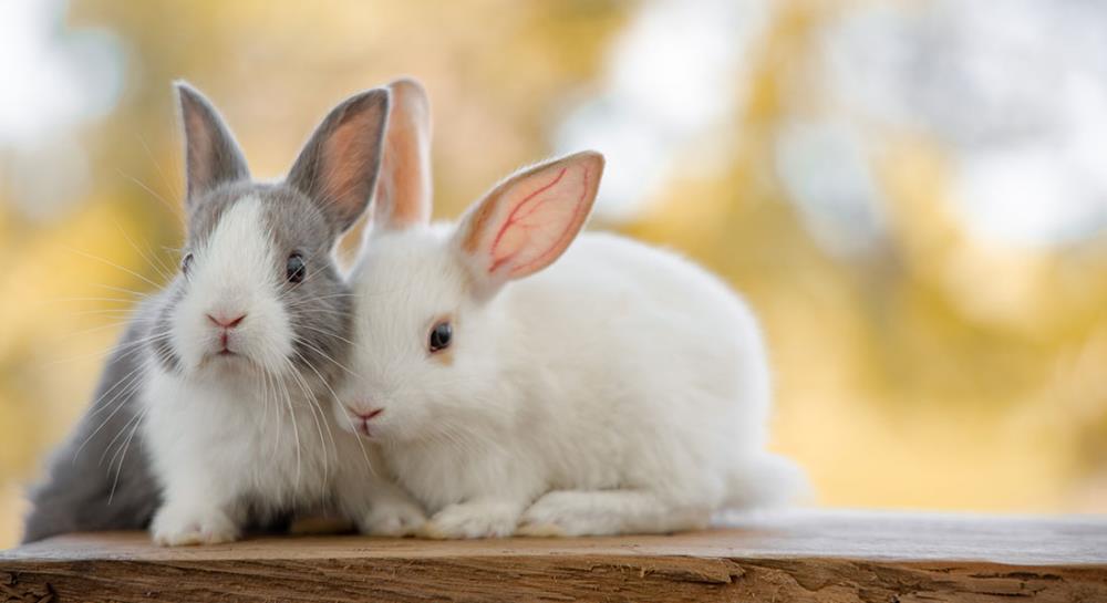 La riproduzione del coniglio: la formazione della coppia