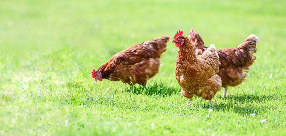 La riproduzione dei polli e la consanguineità