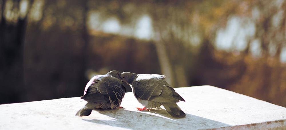 I rituali di corteggiamento tra uccelli e la loro riproduzione