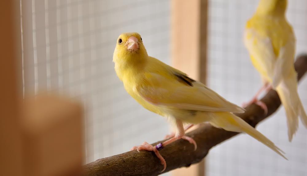 Scegliere il canarino come animale domestico: caratteristiche e consigli per allevarlo