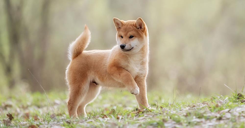 Shiba Inu: carattere e alimentazione del cane giapponese