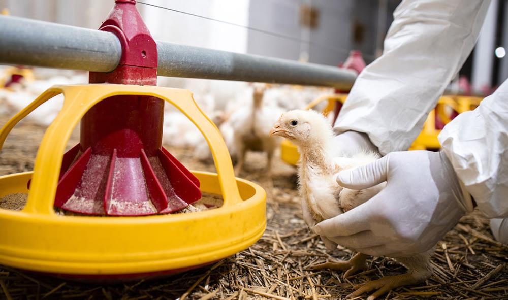 Lo stato di salute generale dei polli: prevenzione e monitoraggio dei sintomi