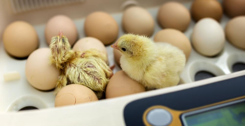 Temperatura per incubare uova di gallina: qual è e come mantenerla stabile