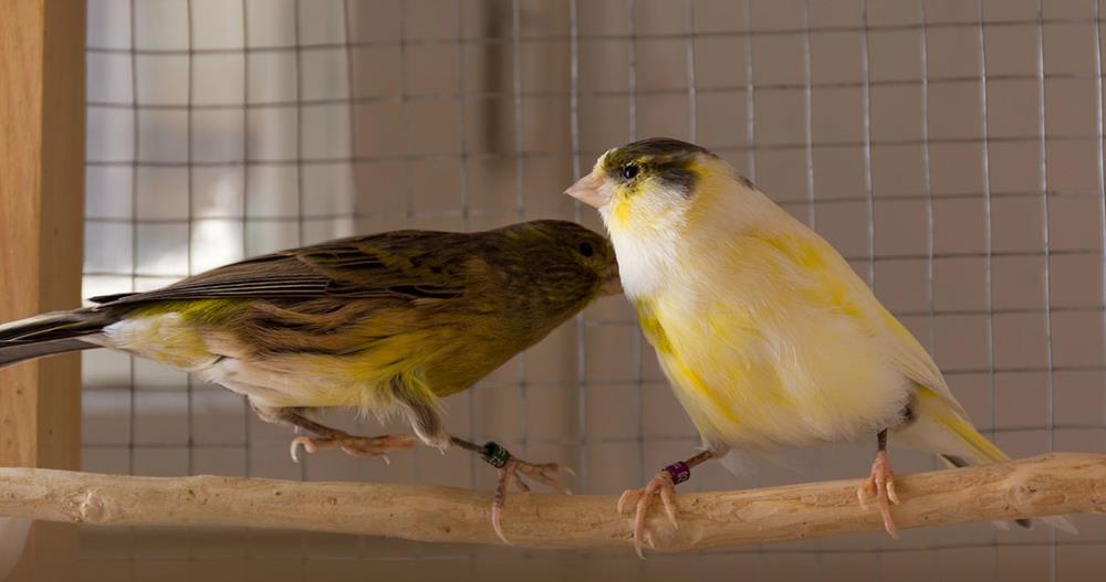 Uccelli da canto: quali sono, le voliere, il mangime migliore