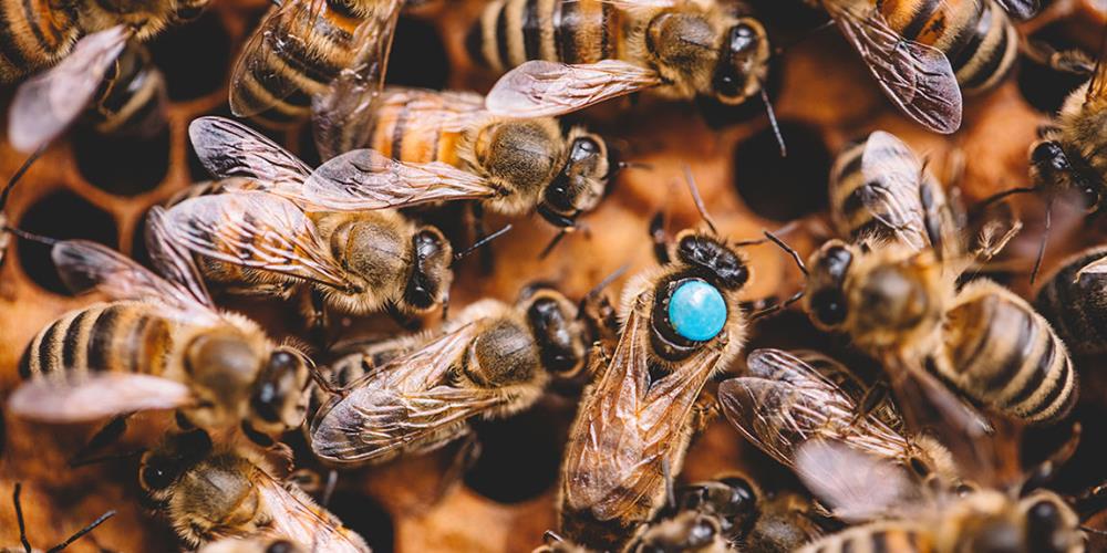 La vita sociale delle api e la gerarchia nell’alveare
