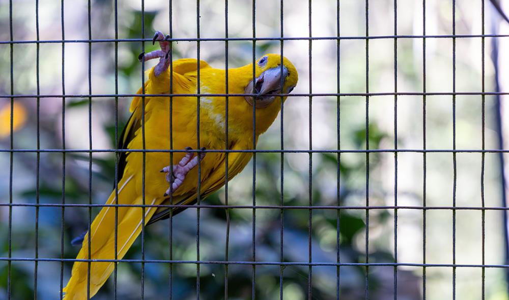 Voliere per pappagalli: caratteristiche e accessori da inserirvi