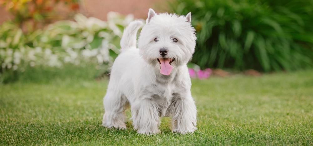 West Highland White Terrier: carattere, alimentazione e salute